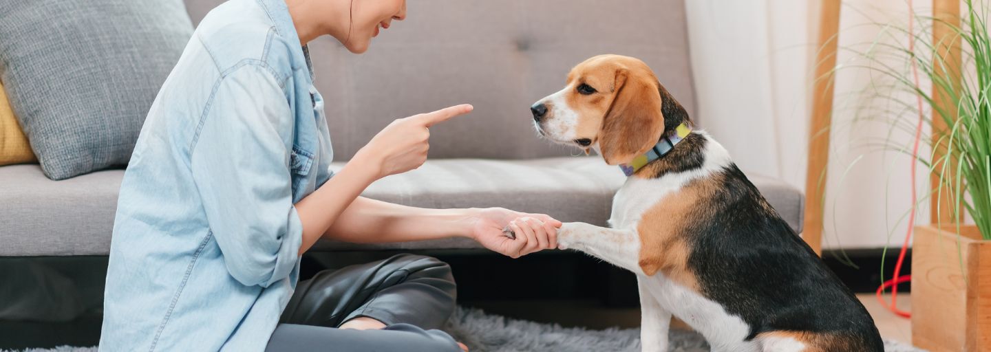 Portrait of happy asian woman in casual jeans shirt with beagle dog at home, spending time with pet at livingroom.